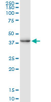 CREM monoclonal antibody (M02), clone 3B5. Western Blot analysis of CREM expression in human liver.