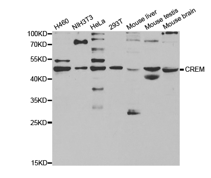 Western blot analysis of extracts of various cell lines, using CREM antibody.