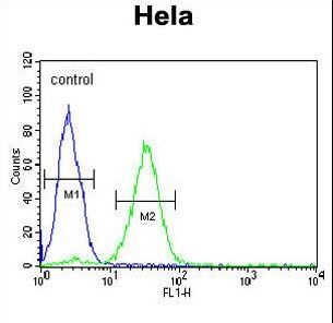 CREM Antibody flow cytometry of HeLa cells (right histogram) compared to a negative control cell (left histogram). FITC-conjugated goat-anti-rabbit secondary antibodies were used for the analysis.