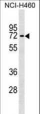 IL28RA Antibody western blot of NCI-H460 cell line lysates (35 ug/lane). The IL28RA antibody detected the IL28RA protein (arrow).