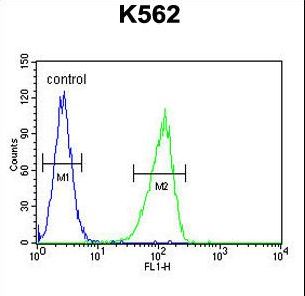CRFR1 Antibody (Q103) flow cytometry of K562 cells (right histogram) compared to a negative control cell (left histogram). FITC-conjugated goat-anti-rabbit secondary antibodies were used for the analysis.
