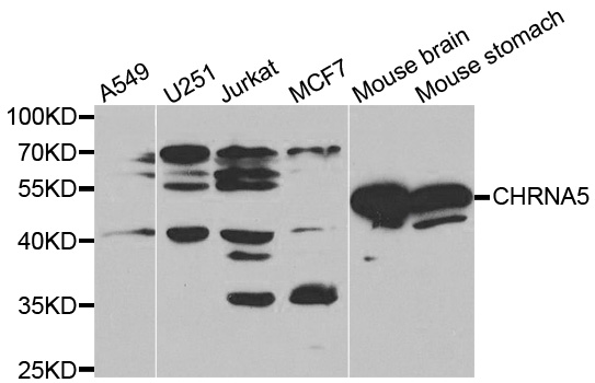 Western blot analysis of extracts of mouse brain tissue cell lines, using CHRNA5 antibody.