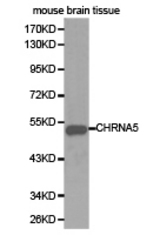 Western blot of extracts of mouse brain tissue cell lines, using CHRNA5 antibody.