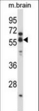 CHRNA5 Antibody western blot of mouse brain tissue lysates (35 ug/lane). The CHRNA5 antibody detected the CHRNA5 protein (arrow).