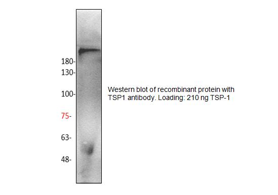 Western blot of CRISP2 / TSP1 antibody LS-X234969.