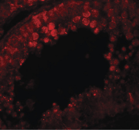 Immunofluorescence of CRISP in human testis tissue with CRISP antibody at 20 ug/ml.