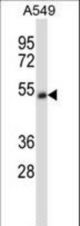 CHRNA5 Antibody western blot of A549 cell line lysates (35 ug/lane). The CHRNA5 antibody detected the CHRNA5 protein (arrow).