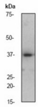 Western blot analysis on K562 cell lysate using anti-CrkL antibody (LS-C105237), dilution 1:1000.
