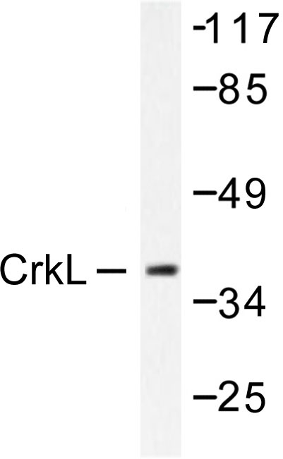 Western blot of CrkL (P201) pAb in extracts from COS7 cells.