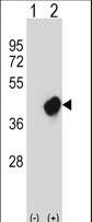 Western blot of CRKL (arrow) using rabbit polyclonal CRKL Antibody. 293 cell lysates (2 ug/lane) either nontransfected (Lane 1) or transiently transfected (Lane 2) with the CRKL gene.