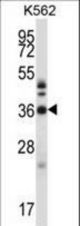 CRKL Antibody western blot of K562 cell line lysates (35 ug/lane). The CRKL antibody detected the CRKL protein (arrow).
