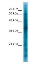 CRKL antibody Western Blot of K562.