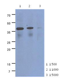 Western Blot: The cell lysate of HeLa (40 ug) were resolved by SDS-PAGE, transferred to PVDF membrane and probed with anti-human CRLF2 antibody (1:500 ~ 1:5000). Proteins were visualized using a goat anti-mouse secondary antibody conjugated to HRP and an ECL detection system.