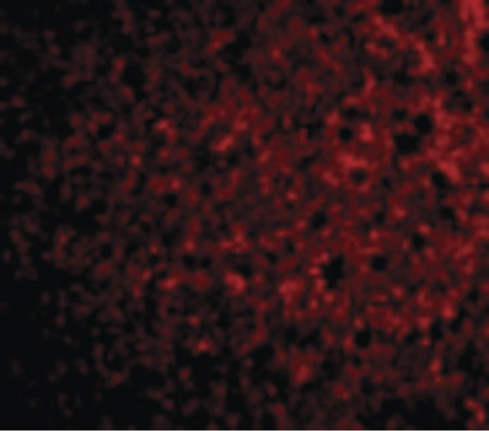 Immunofluorescence of TSLP Receptor in Mouse Liver cells with TSLP Receptor antibody at 20 ug/ml.