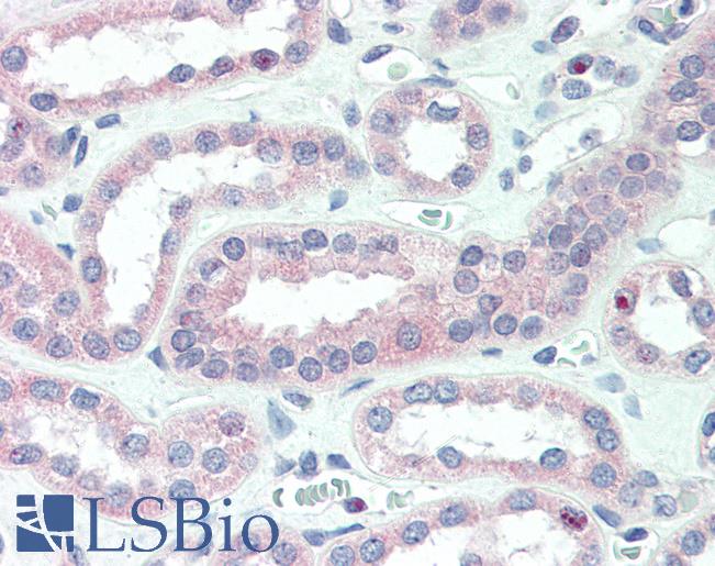 Anti-CRLF2 antibody IHC of human kidney. Immunohistochemistry of formalin-fixed, paraffin-embedded tissue after heat-induced antigen retrieval. Antibody LS-B3211 concentration 5 ug/ml.