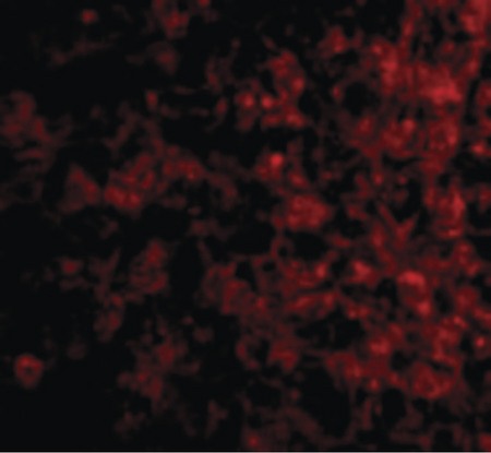 Immunofluorescence of TSLP Receptor in Human Liver cells with TSLP Receptor antibody at 20 ug/ml.