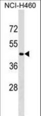 CRLF3 Antibody western blot of NCI-H460 cell line lysates (35 ug/lane). The CRLF3 antibody detected the CRLF3 protein (arrow).