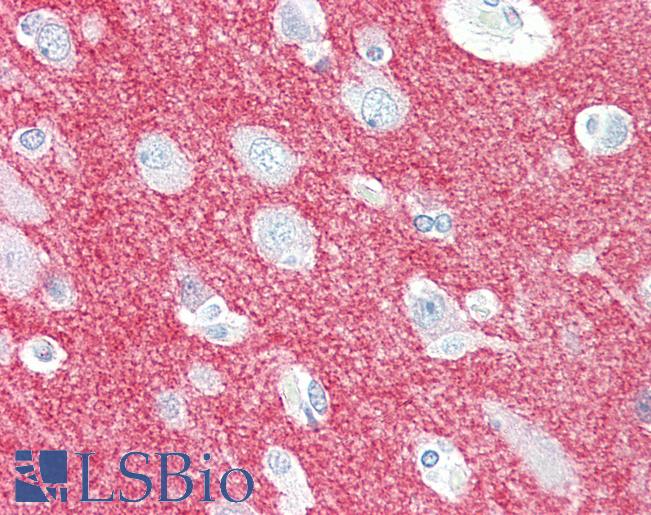 Anti-CRMP1 antibody IHC of human brain, cortex. Immunohistochemistry of formalin-fixed, paraffin-embedded tissue after heat-induced antigen retrieval. Antibody LS-B3226 concentration 5 ug/ml.