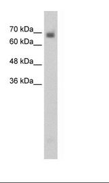 HepG2 Cell Lysate