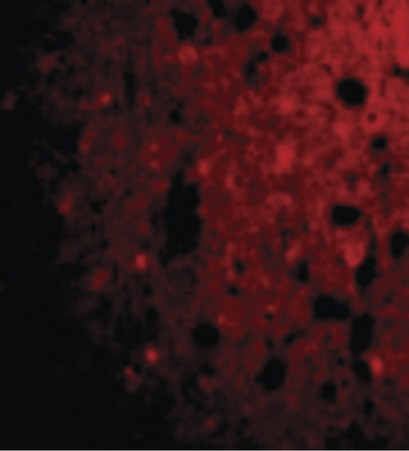 Immunofluorescence of CRMP1 in Human Brain cells with CRMP1 antibody at 20 ug/ml.