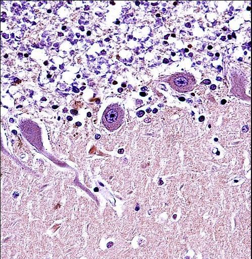 CRMP1 Antibody immunohistochemistry of formalin-fixed and paraffin-embedded human cerebellum tissue followed by peroxidase-conjugated secondary antibody and DAB staining.