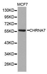 Western blot analysis of extracts of MCF7 cell line, using CHRNA7 antibody.