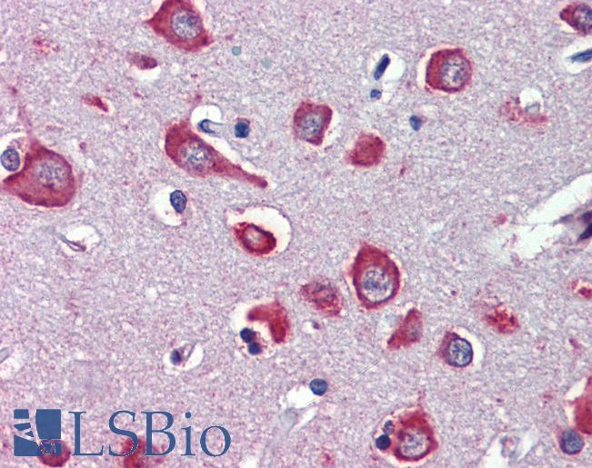 Anti-CHRNA7 antibody IHC of human brain, cortex. Immunohistochemistry of formalin-fixed, paraffin-embedded tissue after heat-induced antigen retrieval. Antibody LS-B3716 concentration 3 ug/ml.
