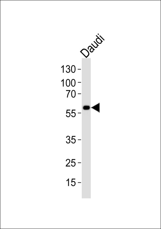 Western blot of lysate from Daudi cell line with CHRNA9 Antibody. Antibody was diluted at 1:1000. A goat anti-rabbit IgG H&L (HRP) at 1:5000 dilution was used as the secondary antibody. Lysate at 35 ug.