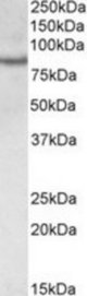 CRTC2 antibody (0.3 ug/ml) staining of Jurkat lysate (35 ug protein/ml in RIPA buffer). Primary incubation was 1 hour. Detected by chemiluminescence.
