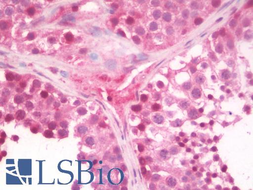 Anti-CRTC2 / TORC2 antibody IHC staining of human testis. Immunohistochemistry of formalin-fixed, paraffin-embedded tissue after heat-induced antigen retrieval. Antibody LS-B10101 concentration 10 ug/ml.