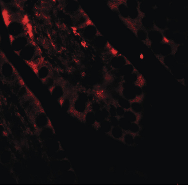 Immunofluorescence of CRTC2 in human small intestine tissue with CRTC2 antibody at 20 ug/ml.