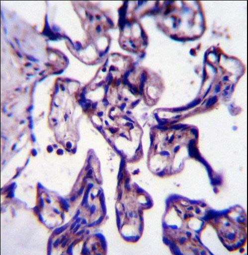 CRTC2 Antibody immunohistochemistry of formalin-fixed and paraffin-embedded human placenta tissue followed by peroxidase-conjugated secondary antibody and DAB staining.