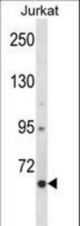 CRTC2 Antibody western blot of Jurkat cell line lysates (35 ug/lane). The CRTC2 antibody detected the CRTC2 protein (arrow).