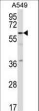 TFCP2L1 Antibody western blot of A549 cell line lysates (35 ug/lane). The TFCP2L1 antibody detected the TFCP2L1 protein (arrow).