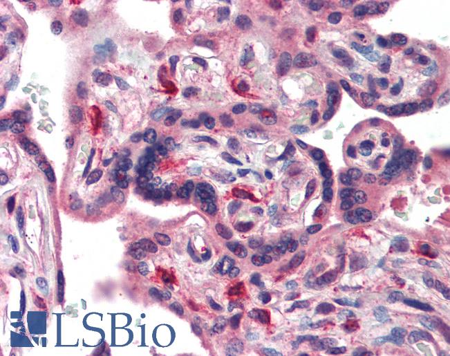 Anti-TFCP2L1 / CRTR1 antibody IHC of human placenta. Immunohistochemistry of formalin-fixed, paraffin-embedded tissue after heat-induced antigen retrieval. Antibody LS-B3485 concentration 5 ug/ml.