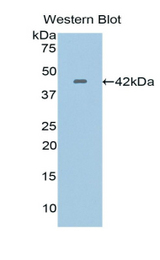 Western blot of recombinant CRY.