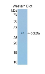 Western blot of recombinant CRY.