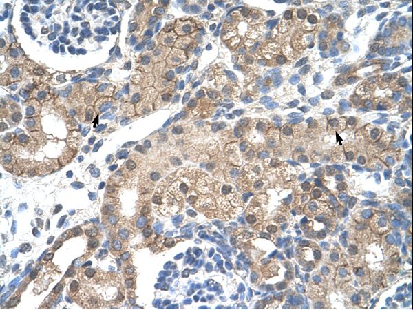CHRNB2 antibody LS-C31817 was used in IHC to stain formalin-fixed, paraffin-embedded human kidney.