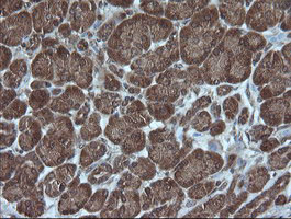 IHC of paraffin-embedded Human pancreas tissue using anti-CRYAA mouse monoclonal antibody. (Heat-induced epitope retrieval by 10mM citric buffer, pH6.0, 100C for 10min).