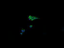 Anti-CRYAA mouse monoclonal antibody immunofluorescent staining of COS7 cells transiently transfected by pCMV6-ENTRY CRYAA.