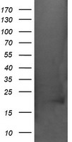 HEK293T cells were transfected with the pCMV6-ENTRY control (Left lane) or pCMV6-ENTRY CRYAA (Right lane) cDNA for 48 hrs and lysed. Equivalent amounts of cell lysates (5 ug per lane) were separated by SDS-PAGE and immunoblotted with anti-CRYAA.