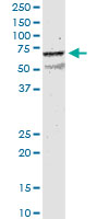 CHRNB2 monoclonal antibody (M01), clone 1C7. Western Blot analysis of CHRNB2 expression in rat testis.
