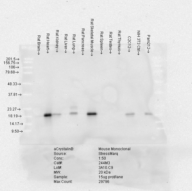 Alpha B crystallin (3A10-C9), Rat tissues.