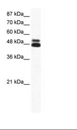 Daudi Cell Lysate