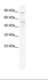 HepG2 Cell Lysate