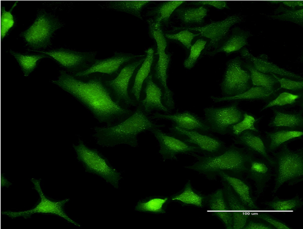 Immunofluorescence of monoclonal antibody to CHRNB3 on HeLa cell . [antibody concentration 10 ug/ml]