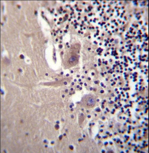 CRYBA1 Antibody immunohistochemistry of formalin-fixed and paraffin-embedded human cerebellum tissue followed by peroxidase-conjugated secondary antibody and DAB staining.