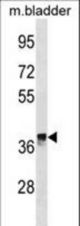 CRYM Antibody western blot of mouse bladder tissue lysates (35 ug/lane). The CRYM antibody detected the CRYM protein (arrow).