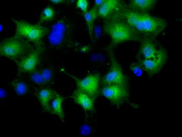 Anti-CRYM mouse monoclonal antibody immunofluorescent staining of COS7 cells transiently transfected by pCMV6-ENTRY CRYM.