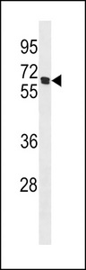 CHRNB4 Antibody western blot of 293 cell line lysates (35 ug/lane). The CHRNB4 antibody detected the CHRNB4 protein (arrow).
